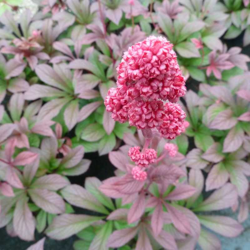 Rodgersia pinnata 'Bronze Peacock'