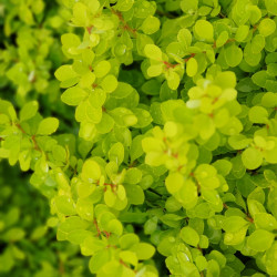 Berberis thunbergii 'Evita' - Épine-vinette
