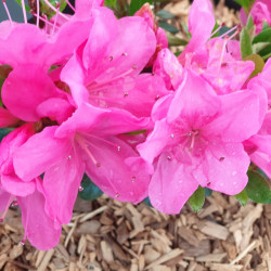 Azalea japonica Anna Frank