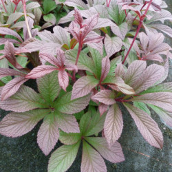 Rodgersia pinnata 'Bronze Peacock'