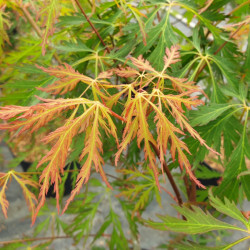 Acer x pseudosieboldianum 'Ice Dragon' ® - 'IslID' - Érable japonais