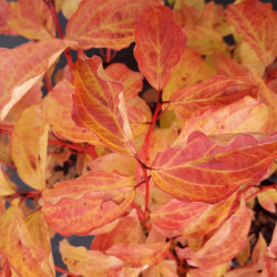 Cornus sanguinea Anny's Winter Orange