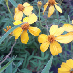 Tagetes lemmonii