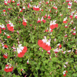 Salvia microphylla ‘Hot Lips‘