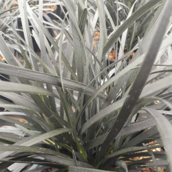 Ophiopogon planiscapus 'Nigrescens'