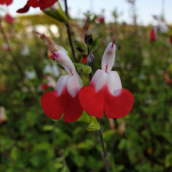 Salvia microphylla ‘Hot Lips‘
