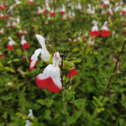 Salvia microphylla ‘Hot Lips‘