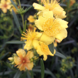 Hypericum kalmianum 'Gemo' - Millepertuis de kalmian