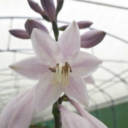 Hosta ‘Patriot‘