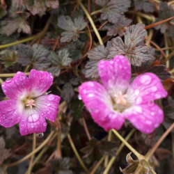 Geranium ‘Orkney Cherry’
