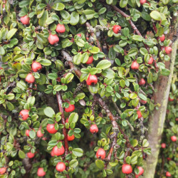 Cotoneaster microphyllus Streibs Findling