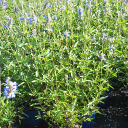 Salvia uliginosa - Sauge des marais