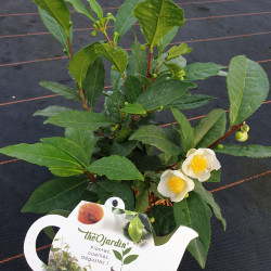Camellia sinensis ThéOjardin