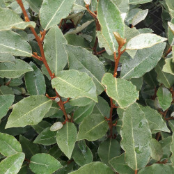 Elaeagnus ebbingei Compacta