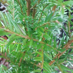 Taxus baccata -  If commun
