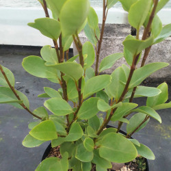 Griselinia littoralis