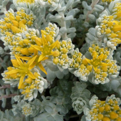 Sedum spathulifolium Cape Blanco