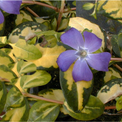 Vinca minor 'Illumination'
