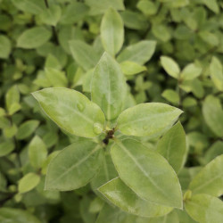 Pittosporum tenuifolium ‘Midget’