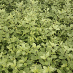 Pittosporum tenuifolium ‘Midget’