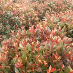 Photinia × fraseri 'Chico' ® - 'BR2011'