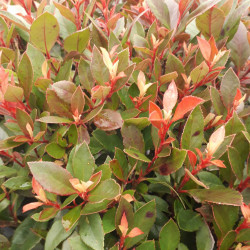 Photinia × fraseri 'Chico' ® - 'BR2011'