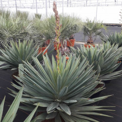 Yucca gloriosa Lonestar