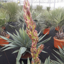 Yucca gloriosa Lonestar