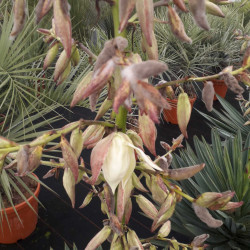 Yucca gloriosa Lonestar