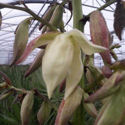 Yucca gloriosa Lonestar