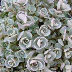 Sedum spathulifolium Cape Blanco