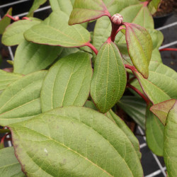 Viburnum davidii