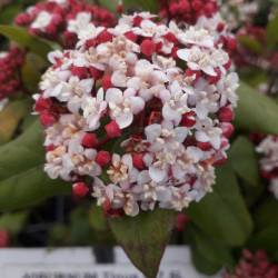 Viburnum tinus