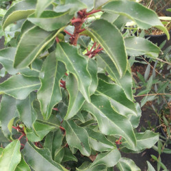 Prunus lusitanica 'Brenelia' - Laurier du Portugal