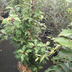 Prunus lusitanica 'Brenelia' - Laurier du Portugal