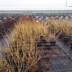 Cornus stolonifera 'Flaviramea' - Cornouiller à bois jaune