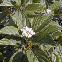 Cornus stolonifera 'Flaviramea' - Cornouiller à bois jaune