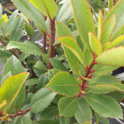 Arbutus unedo 