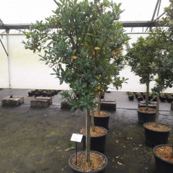Arbutus unedo 