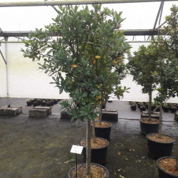 Arbutus unedo 