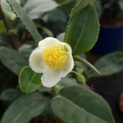 Camellia sinensis ThéOjardin