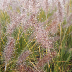 Pennisetum alopecuroides Hameln