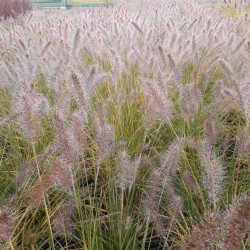 Pennisetum alopecuroides Hameln