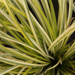 Acorus gramineus 'Ogon' - Jonc japonais