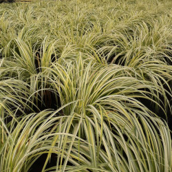 Acorus gramineus 'Ogon' - Jonc japonais