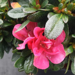 Azalea japonica Anna Frank