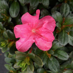 Azalea japonica Anna Frank