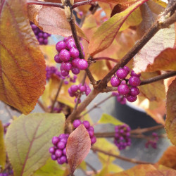 Callicarpa bodinieri Profusion
