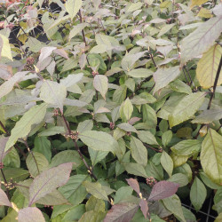 Callicarpa bodinieri Profusion