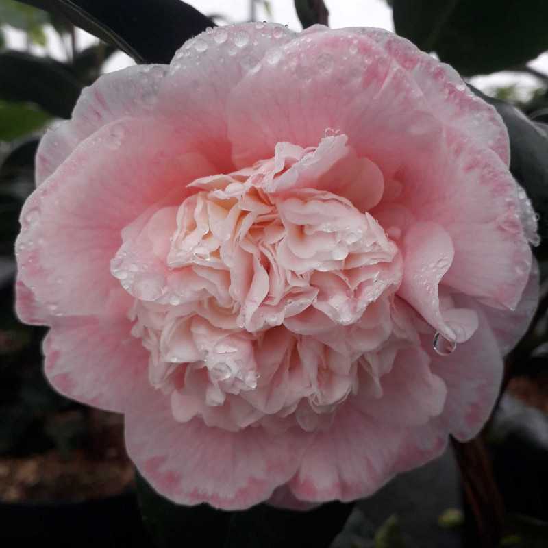 Camellia japonica ‘Margaret Davis’